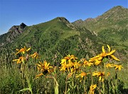 Monte Mincucco ad anello fiorito dal Lago di Valmora-26giu23- FOTOGALLERY